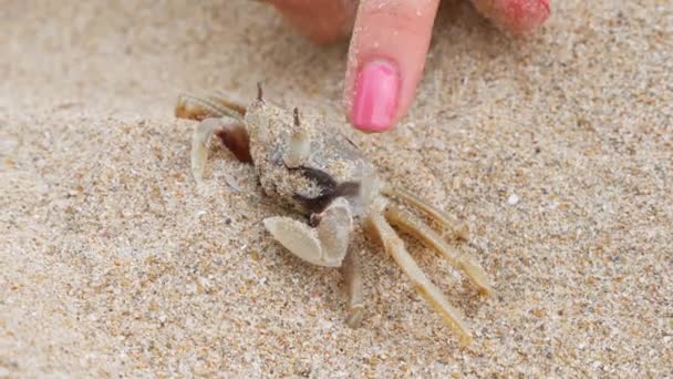 Girl touching a little crab with a finger — Stock Video