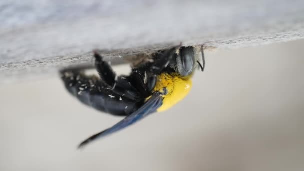 Macro de uma vespa preta e amarela fazendo um buraco em uma madeira — Vídeo de Stock