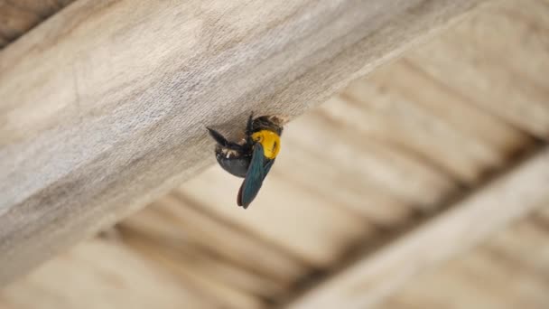 Guêpe noire et jaune faisant un trou dans un bois — Video