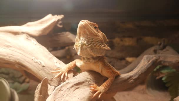 Bearded dragon lizard sitting on a tree branch in terrarium and turning his head. — Stock Video