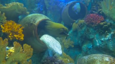 Moray ve testiler oceanarium delik olarak kullanarak iki yeşil morays biri beyaz bağcıklı