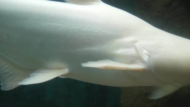 Закройте вид на огромную белую рыбу, плавающую в акватории — стоковое видео