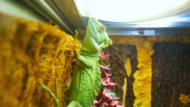 Groene hagedis op de muur van een terrarium — Stockvideo