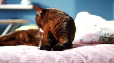 Kedi kadeh yakından koltukta oturur ve kendini yıkar Kahvaltı, 4 k uhd 2160 p, gündoğumu güneş ışık sonra
