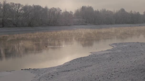 Le canard solitaire nageant dans une rivière torride dans une journée d'hiver. Banquises enneigées et arbres blancs gelés en arrière-plan 