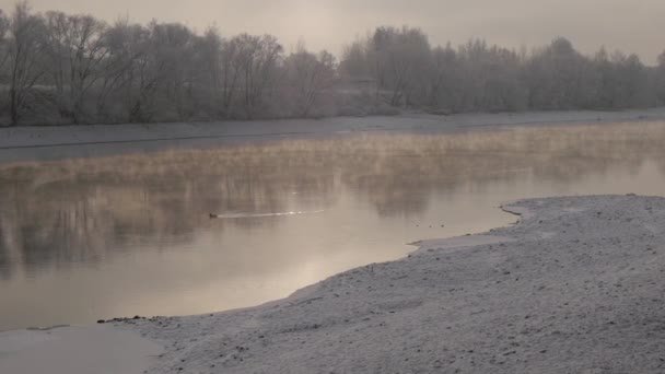 Die einsame Ente, die an einem Wintertag in einem dampfenden Fluss schwimmt. Schneebedeckte Ufer und gefrorene weiße Bäume im Hintergrund — Stockvideo