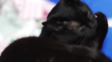 Kedi kadeh yakından koltukta oturur ve kendini kahvaltıdan sonra 4 k uhd 2160 p yıkar