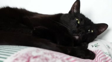 Yavru kedi uyku uyanır ve dinginlik uyku devam