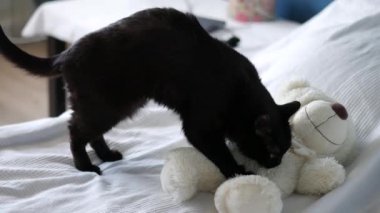 Kara Kedi ayı yumuşak oyuncak üzerinde tamamen dışarı ve keyifli, İMARLI, 4 k uhd 2160 p yoğurma