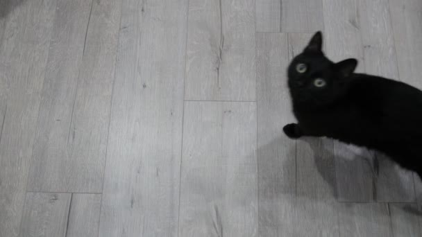 Pisica neagra sari in camera, 4k UHD 2160p — Videoclip de stoc