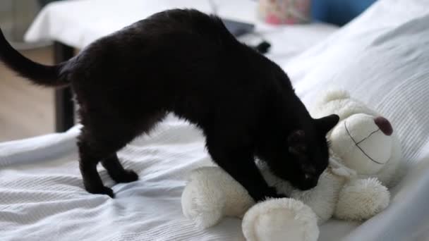 Svart katt knådning på en Björn mjuk leksak, helt planlagd ut och blissful, 4 k uhd 2160p — Stockvideo