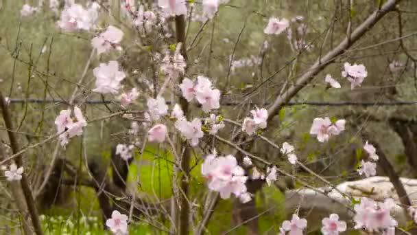 Красиво Цвітіння вишні — стокове відео