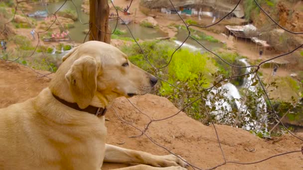 Hunden sitter nära fäktning armeringsnät, vattenfall i bakgrunden — Stockvideo
