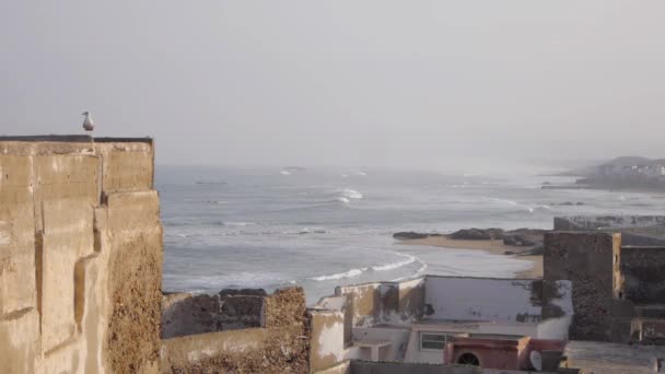 Möwe auf dem Dach der Medina in Essaouira, Marokko — Stockvideo