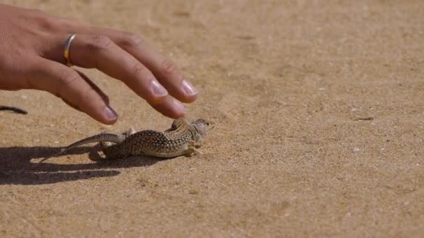 Mans hand caress two small lizards in desert — Stock Video