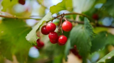 Guelder gülü veya Viburnum opulus ağacının kırmızı böğürtlen demetleri yaz mevsiminin sonunda güneşli bir günde kapanır..