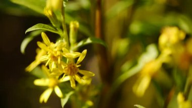 alan üzerinde soyut sarı çiçek