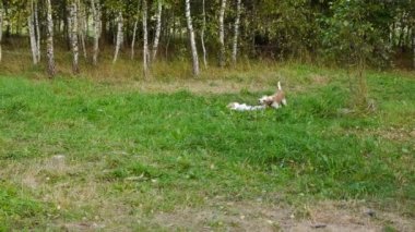 Parkta oynayan iki köpek.