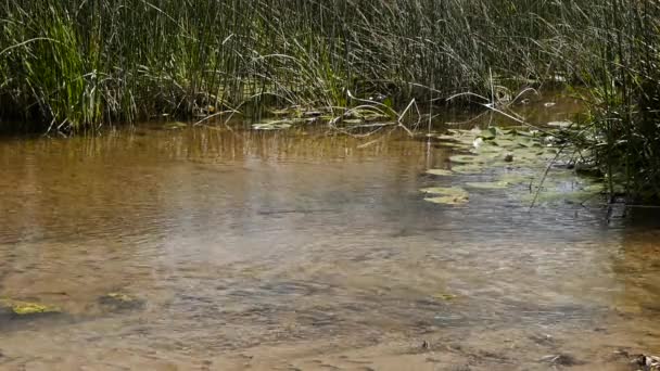 Plätschert klares Wasser im Fluss — Stockvideo