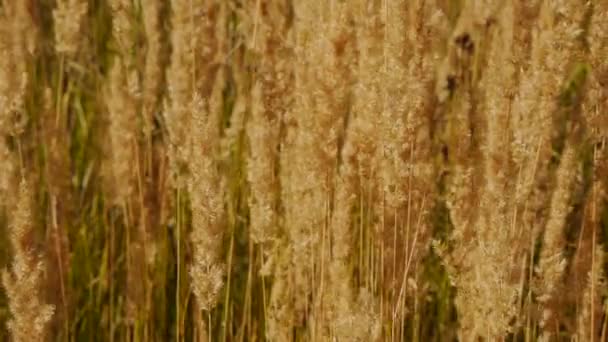 Dry yellow grass closeup background. — Stock Video