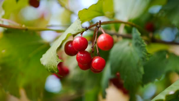Крупный план сгустков красных ягод гелдерской розы или кустарника Вибурнума в солнечный день в конце летнего сезона. — стоковое видео