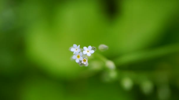 Anémona flor blanca, macro — Vídeos de Stock
