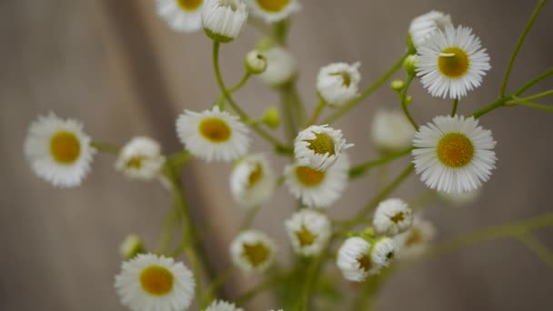 Camomille fleurs macro gros plan — Video