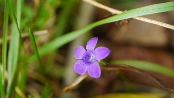 Крупный план фиолетового цвета Campanula Bellflowers — стоковое видео