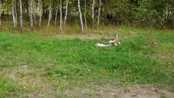 Dos perros jugando en el parque — Vídeos de Stock