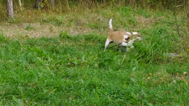 Twee honden spelen met speelgoed samen in de herfst — Stockvideo