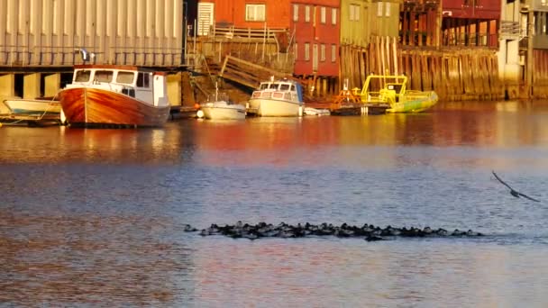 Kudde wilde eenden zwemmen in zee baai in de Sodermalm wijk van Stockholm, Zweden — Stockvideo