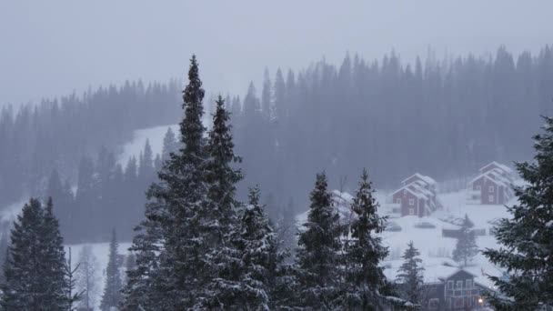Bomen in de winter Zweden — Stockvideo