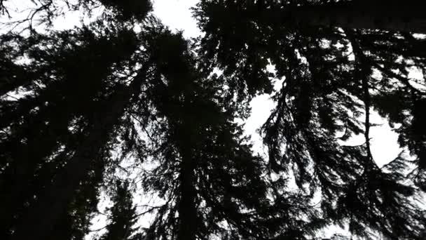 Pohled zdola na siluety firtree topy, rotující záběrů — Stock video