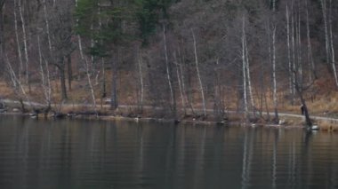 Nehir banka ve ağaçlar arasında bir yol. Sonbahar manzara