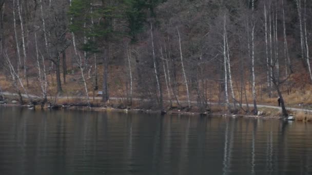 Rive de la rivière et un chemin entre les arbres. Paysage d'automne — Video