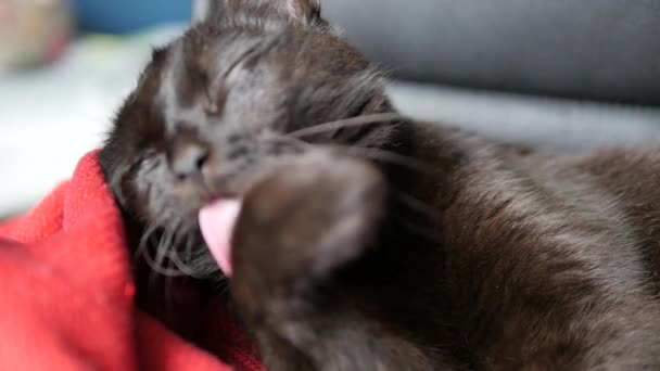 Close up of a dark brown cat licking his paw. Slow motion — Stock Video