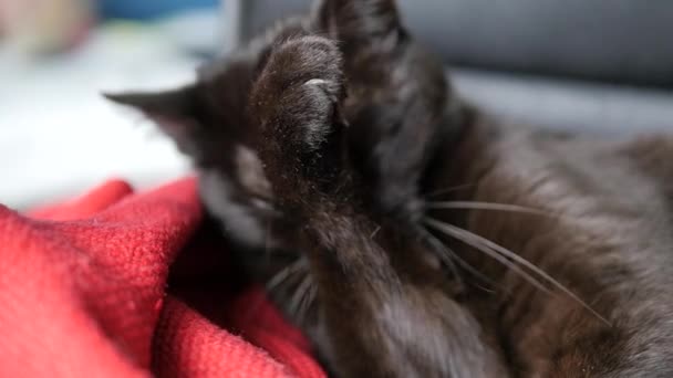 Cioccolato gatto leccare e pulire se stesso con gli occhi chiusi — Video Stock