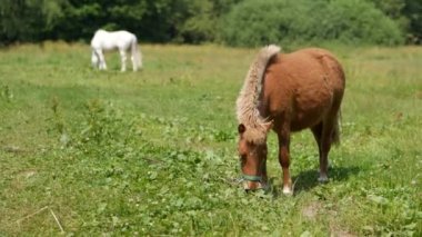 Kahverengi midilli atları ile bir çayır üzerinde otlatma