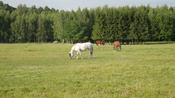 夏の晴れた日に牧草地で放牧の白い馬 — ストック動画