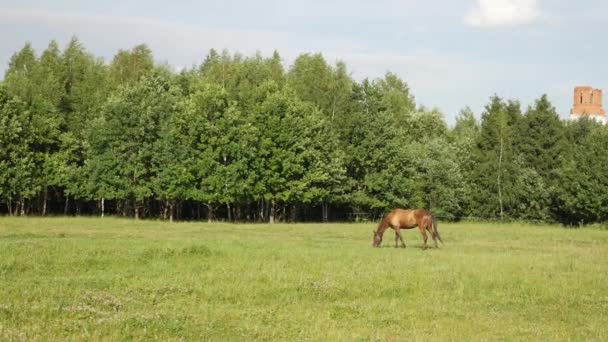 Pâturage à cheval brun seul sur un champ vert près d'un parc d'arbres 