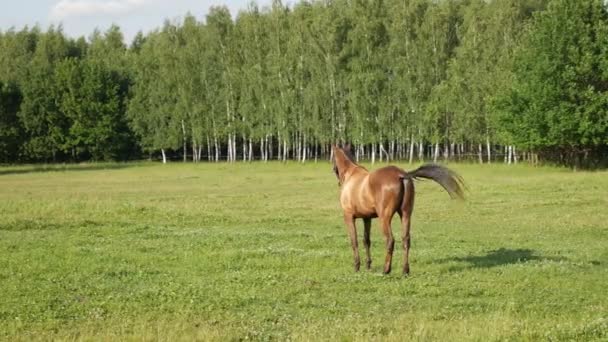 Schönes Sauerampferpferd in einem grünen Sommerpark bei sonnigem Tag — Stockvideo