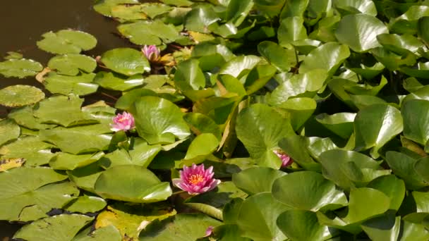 Roze waterlelie bloemen bloeien en groen drijvende bladeren wavin in een vijver — Stockvideo