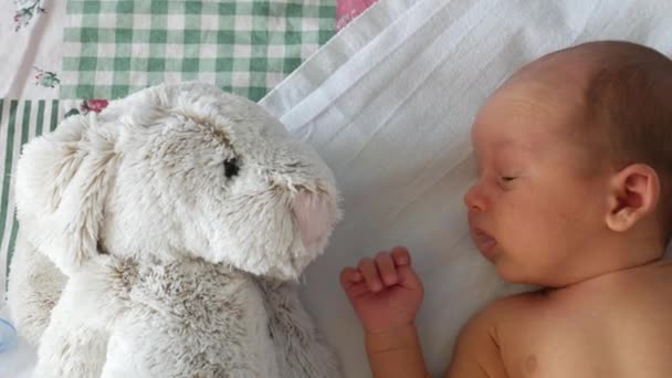 Newborn boy looking at the big toy rabbit — Stock Video