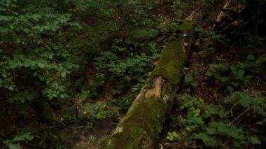 Yeşil yosunlarla kaplı, kurumuş ormanın derinliklerinde düşmüş ölü bir ağaç.