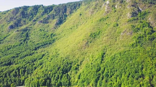 Tepenin yamacındaki yeşil orman. Karadağ havası güneşli bir günde