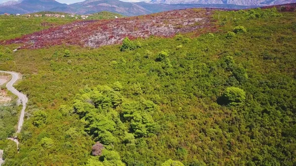 Odunsu tepenin üzerinden uçuyor. Yeşil ormanın ortasında ölü ağaçlar. Hava görüntüsü