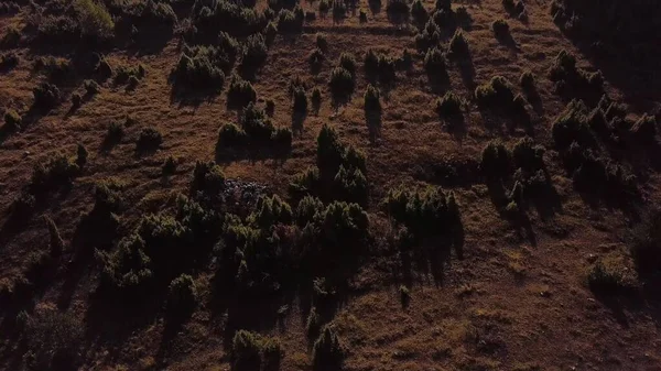 Altın tepelerdeki çalılardan ve ağaçlardan ve uzaktaki sisli dağlardan gelen uzun gölgeler. Hava görünümü