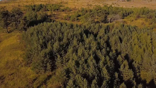 Güneşli ormanın tepedeki havadan görünüşü ve uzaktaki kayalık dağlar.