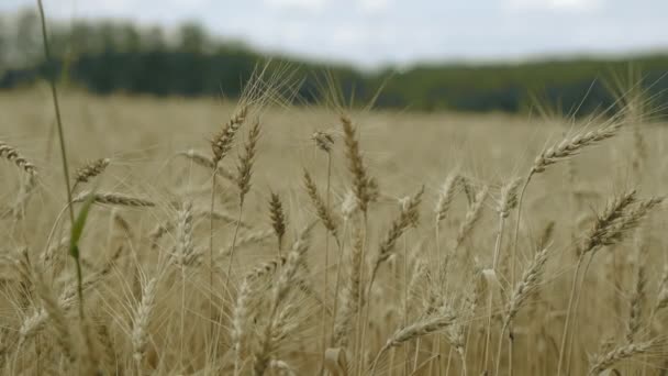 Un campo de trigo, cosecha fresca de trigo . — Vídeo de stock