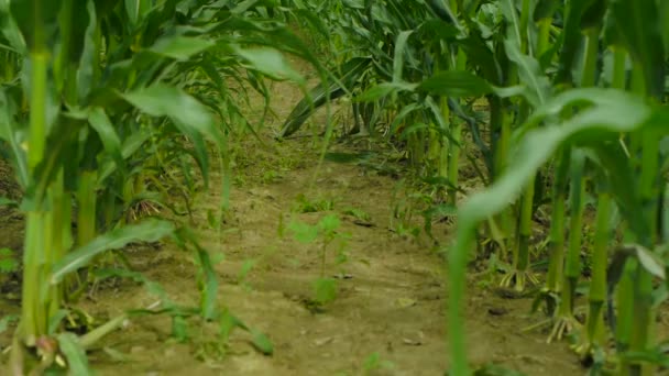 Green corn field growing up on blue sky. — Stock Video